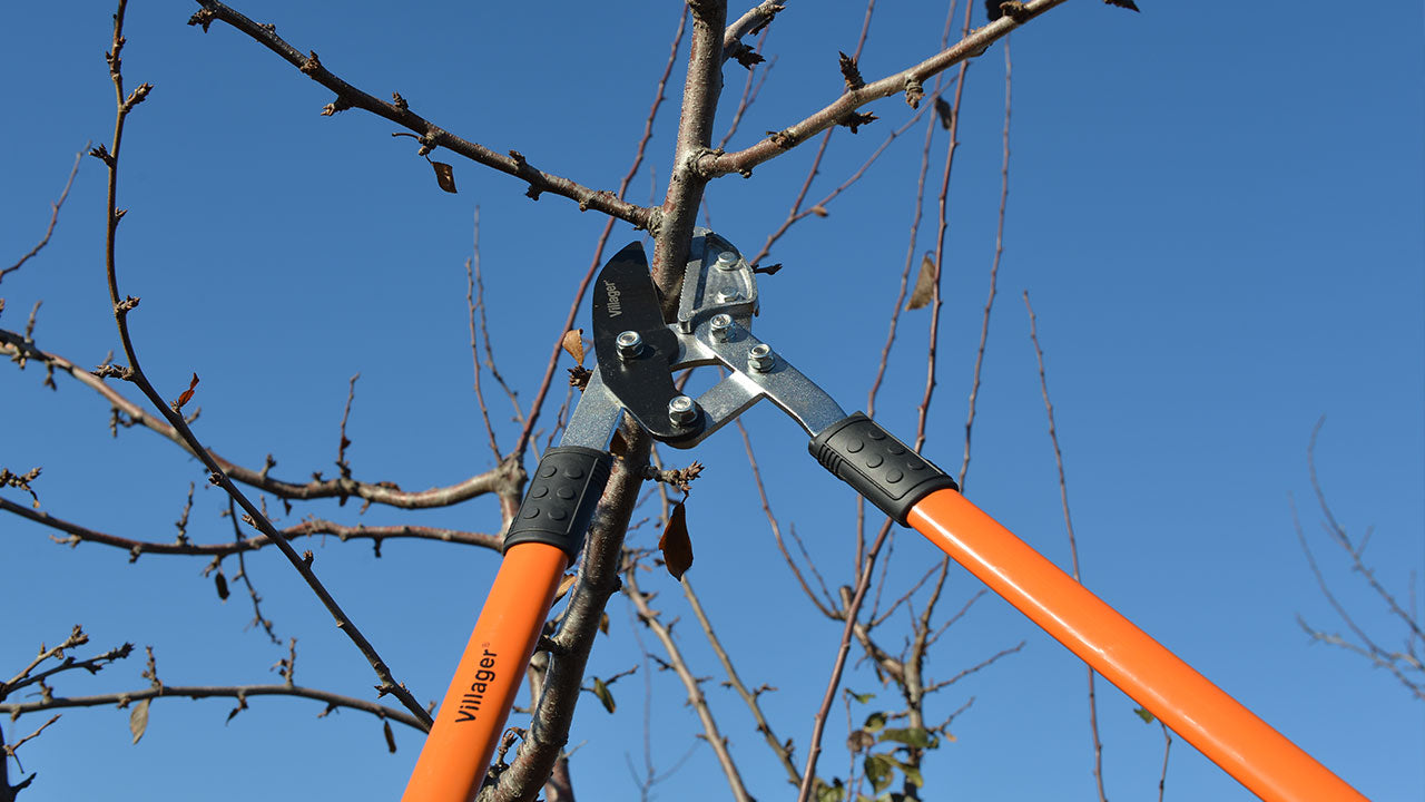Pruning of fruit trees