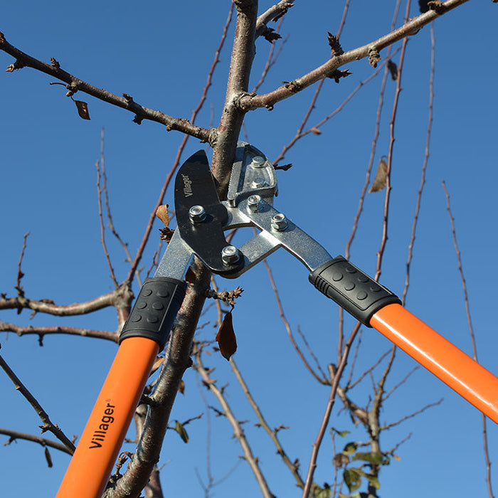 Pruning of fruit trees